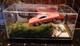 1969 Dodge Charger Dukes Of Hazzard 164 Custom 1/1 Display Flag On Roof